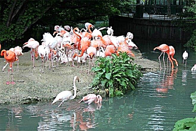 Zoo in Munich - fauna of five continents