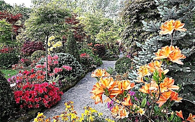 Harmony and Contrasts of the English Garden