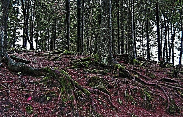 Schwarzwald u Njemačkoj: putovanje u bajku