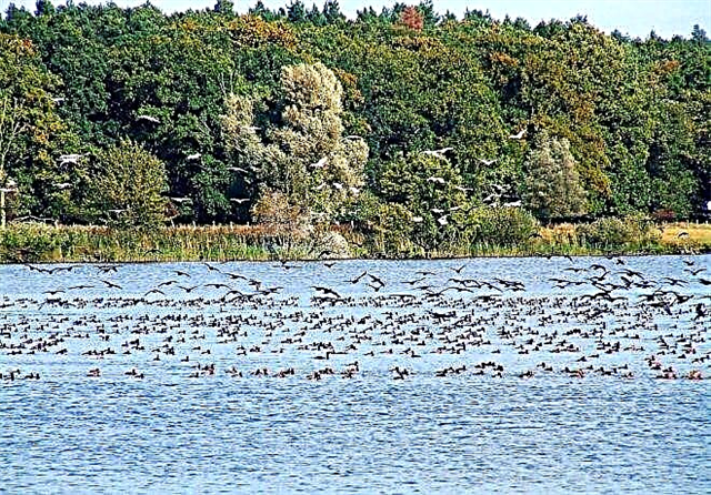 Lake Müritz - a unique natural phenomenon